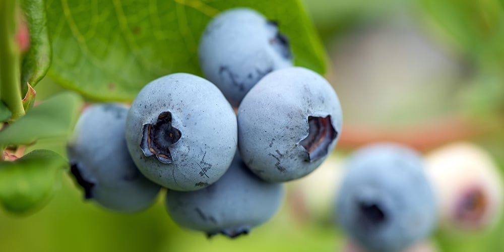 blueberry extract benefits